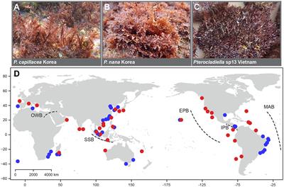 Ancient Tethyan Vicariance and Long-Distance Dispersal Drive Global Diversification and Cryptic Speciation in the Red Seaweed Pterocladiella
